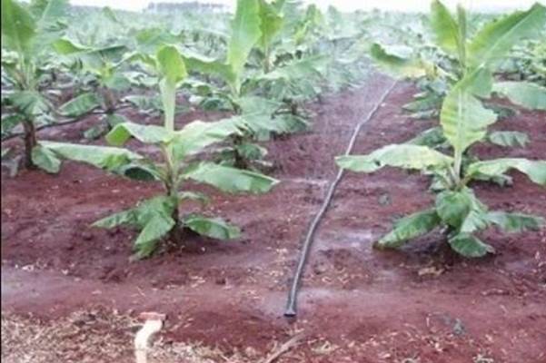香蕉园种植技巧